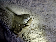 Anacridium flavescens