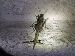 Anacridium flavescens