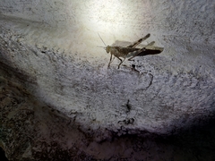 Anacridium flavescens