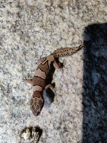 Bangalore Geckoella, Cyrtodactylus srilekhae