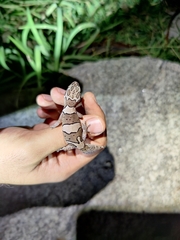 Cyrtodactylus srilekhae