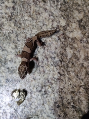 Cyrtodactylus srilekhae