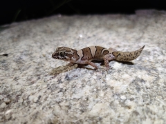 Cyrtodactylus srilekhae