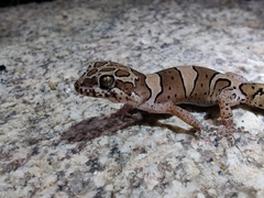 Cyrtodactylus srilekhae