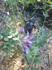 Lathyrus japonicus