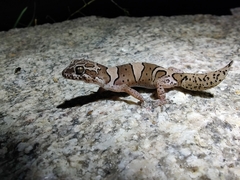 Cyrtodactylus srilekhae