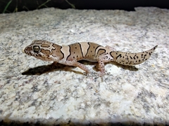 Cyrtodactylus srilekhae