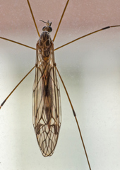 Tipula rufina