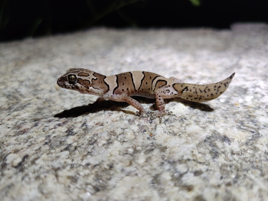 Bangalore Geckoella