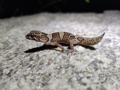 Cyrtodactylus srilekhae