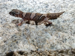 Cyrtodactylus srilekhae