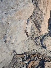 Cyrtodactylus srilekhae