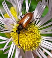 Pseudovadonia
