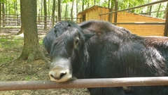 Bos mutus