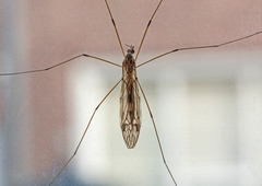 Tipula rufina