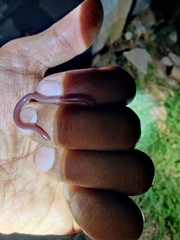 Indotyphlops braminus