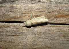 Phragmataecia castaneae