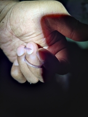 Indotyphlops braminus