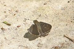 Caltoris brunnea