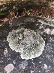 Xanthoparmelia tinctina