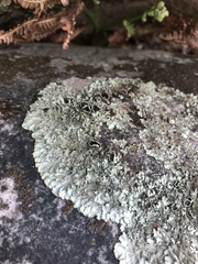 Xanthoparmelia tinctina