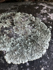 Xanthoparmelia tinctina