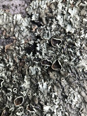 Xanthoparmelia tinctina