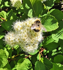 Bombus sporadicus