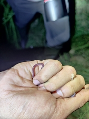 Indotyphlops braminus