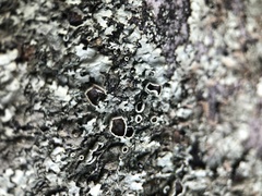 Xanthoparmelia tinctina