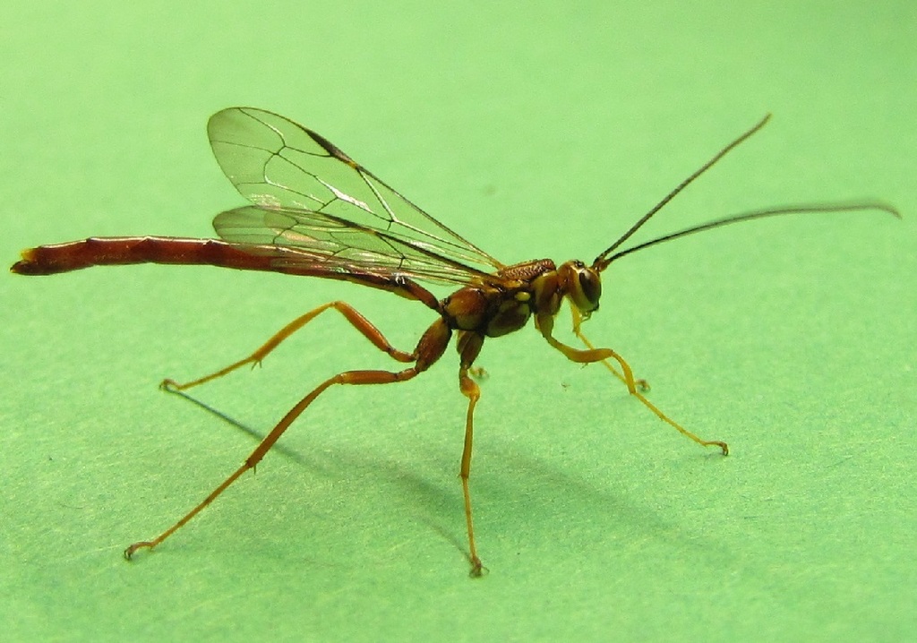 Greene's Giant Ichneumonid Wasp