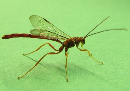 Greene's Giant Ichneumonid Wasp
