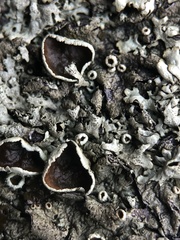 Xanthoparmelia tinctina