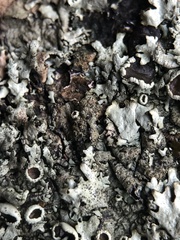 Xanthoparmelia tinctina