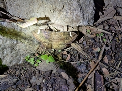 Erebus hieroglyphica