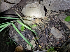 Erebus hieroglyphica