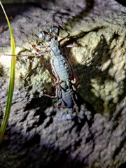 Thelyphonus sepiaris