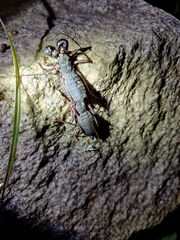 Thelyphonus sepiaris