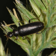Pedilus lugubris