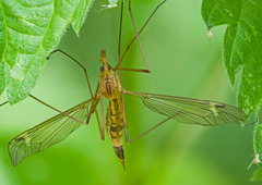 Tipula lunata