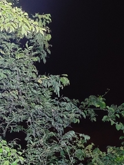 Craspedocephalus gramineus