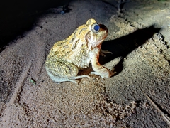 Sphaerotheca bengaluru