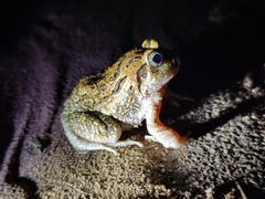 Sphaerotheca bengaluru