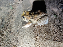 Sphaerotheca bengaluru