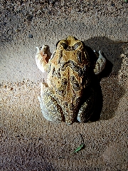 Sphaerotheca bengaluru