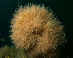 Ectopleura crocea