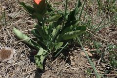 Crossandra greenstockii