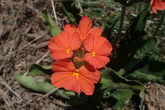 Crossandra greenstockii