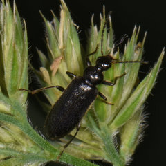 Pedilus lugubris