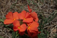 Crossandra greenstockii